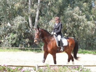 aprendiendo todo sobre el caballo